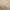 Dourado