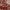 Estampado granate