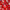 Estampado rojo