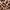 Estampado beige