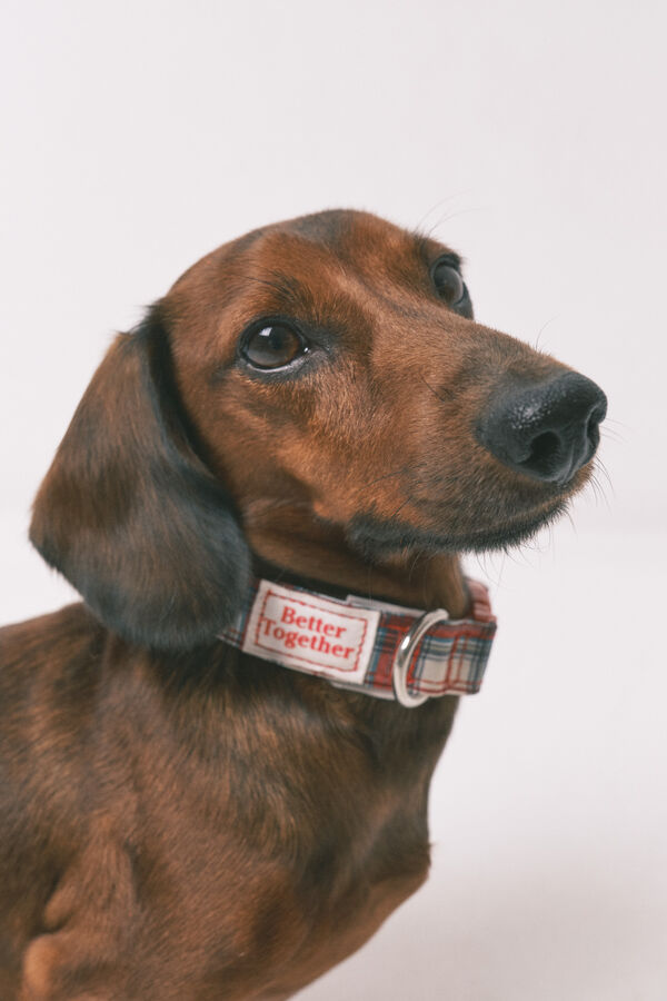 Women'secret Coleira para c&atilde;o estampado
