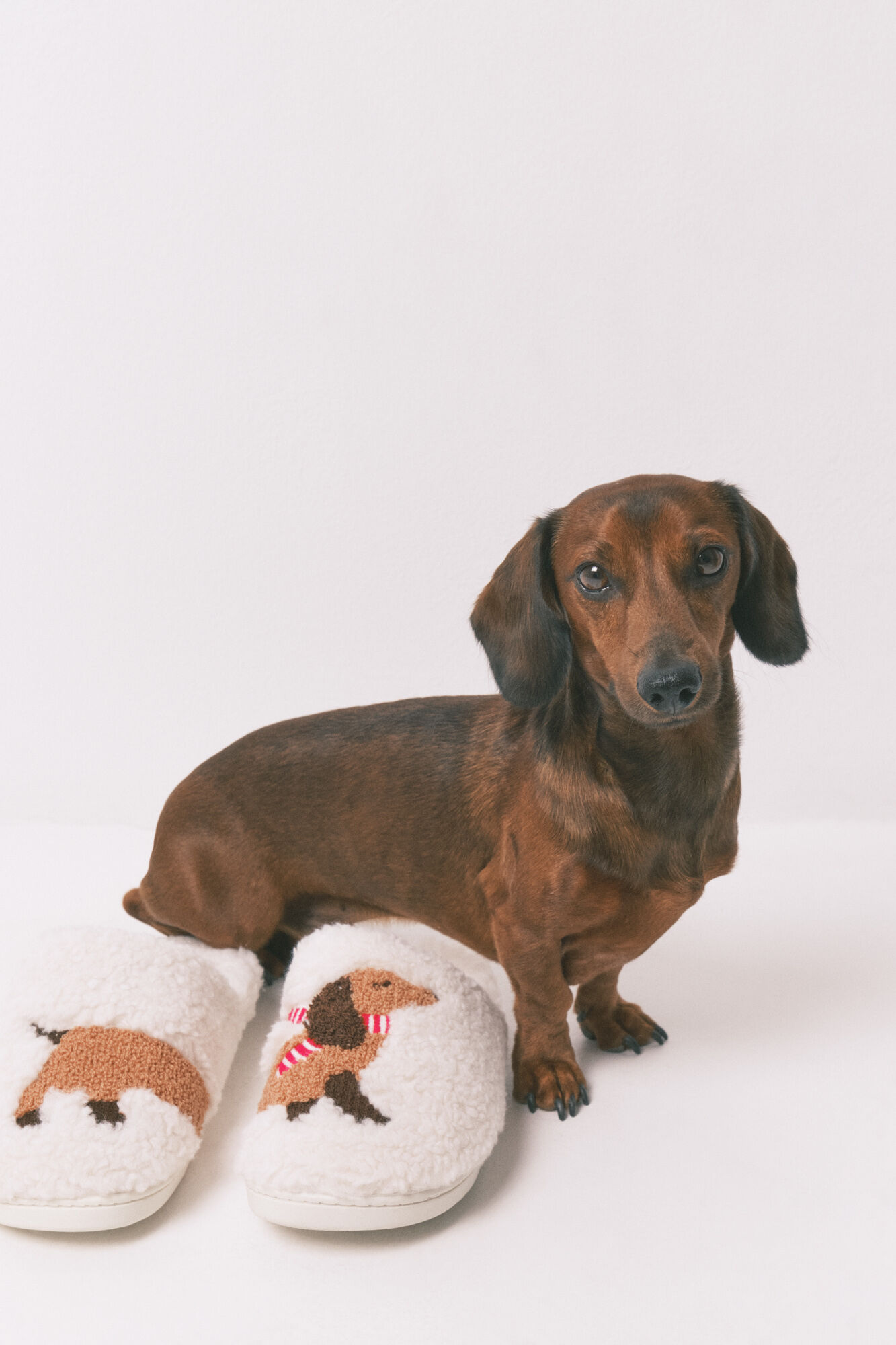 Women'secret Zapatillas casa borreguito perrito