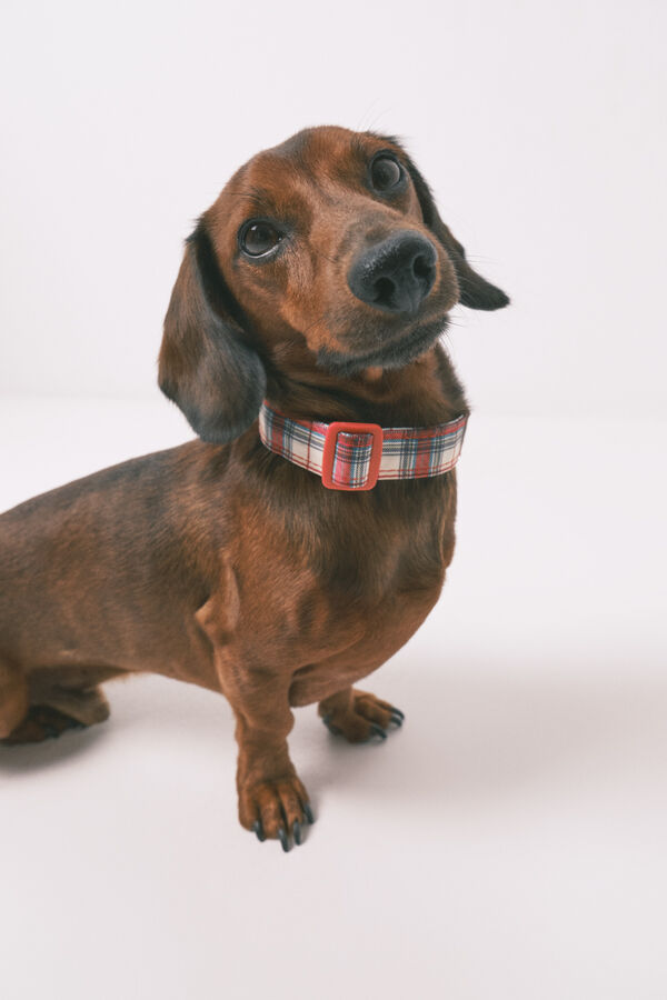 Women'secret Coleira para c&atilde;o estampado